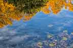 fall reflection on Jenkins pond